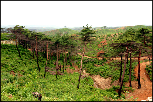 아직도 불탄 흔적이 역력한 낙산사 가는 길. 